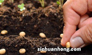 家里种植瀑布的方法，家里种植瀑布的方法和步骤