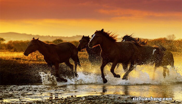 马的种类名称和图片 马的种类