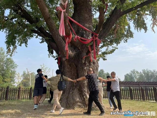 千年古银杏 挂果迎客来