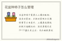 花盆种柿子怎么管理