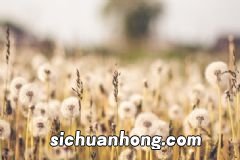 吃桃过敏怎么办?吃桃禁忌有哪些?