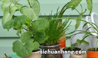 家里可以种植什么植物 在家里种植植物的方法