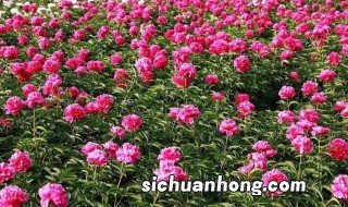 大棚芍药种植方法,大棚芍药种植方法与技术