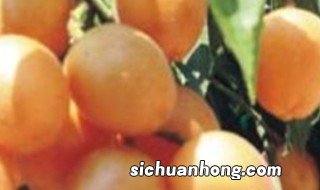 家里种植黄皮的正确方法 家里种植黄皮的正确方法视频