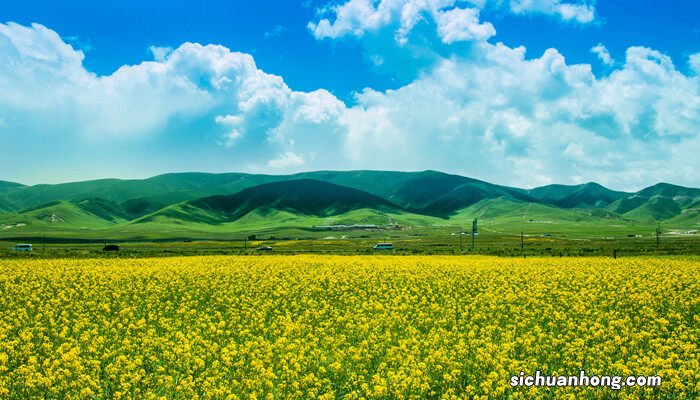 春季种植油菜花需要注意什么 排水