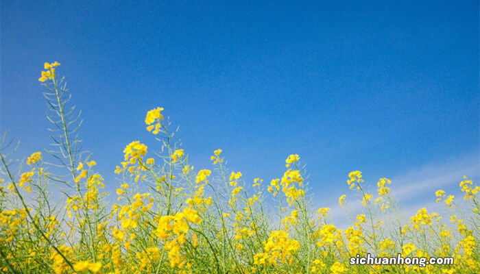 春季油菜花需要注意什么蚂蚁庄园 春季油菜花需要注意什么