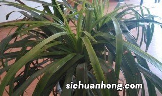 龙须兰怎么养才长得好吗,龙须兰怎样养