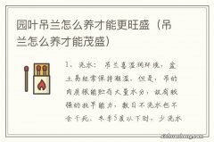 吊兰怎么养才能茂盛 园叶吊兰怎么养才能更旺盛