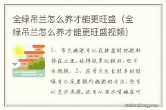 全绿吊兰怎么养才能更旺盛视频 全绿吊兰怎么养才能更旺盛