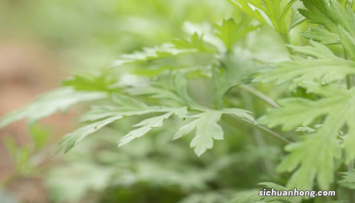 艾草为啥不能种在家里 艾草的种植方法和时间