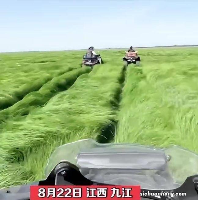 草地丝滑如毛毯!鄱阳湖水乡变成大草原,湖面已不足600平方公里