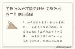 老桩怎么养才能更旺盛 老桩怎么养才能更旺盛呢