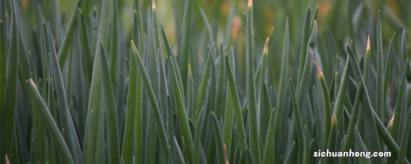 四季小香葱种子怎么种植方法视频 四季小香葱种子怎么种植方法