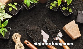 铁皮石斛阳台种植方法，铁皮石斛阳台种植方法和技术