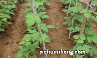 家里小院种植豆角的方法，家庭豆角种植