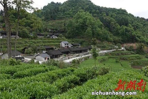 湖南吉首有什么茶叶