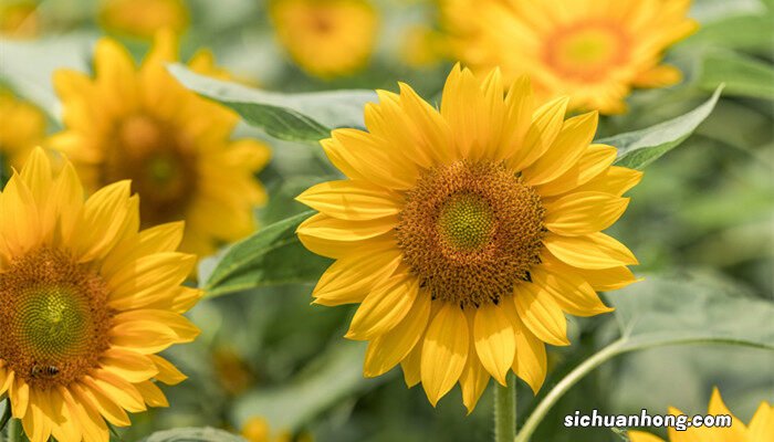 光辉岁月向日葵的养殖方法和注意事项