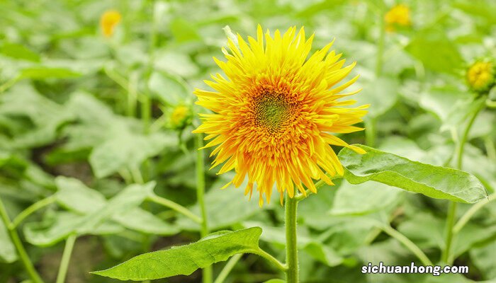 光辉岁月向日葵的养殖方法和注意事项