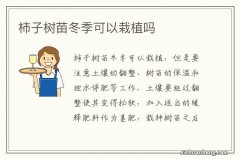 柿子树苗冬季可以栽植吗