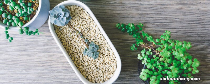 翡翠吊兰的养殖方法和注意事项