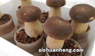 人工种植牛肝菌方法 人工种植牛肝菌方法视频