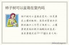 柿子树可以盆栽在室内吗