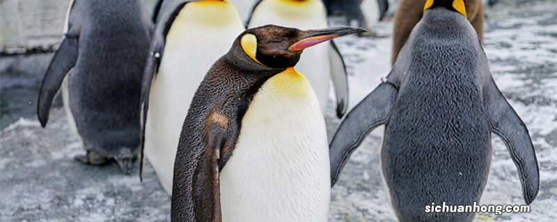 帝企鹅有多高 帝企鹅最高多高