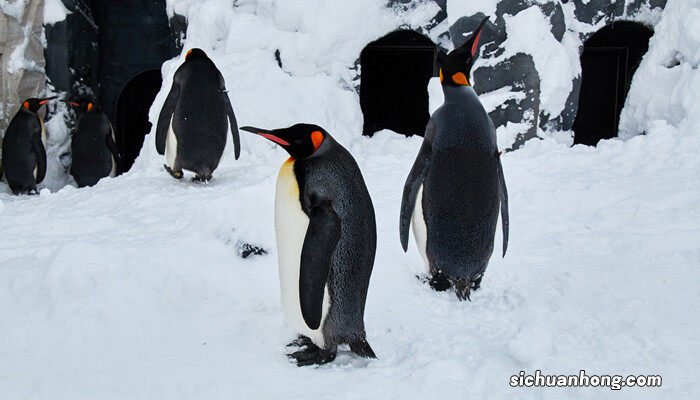 帝企鹅有多高 帝企鹅最高多高