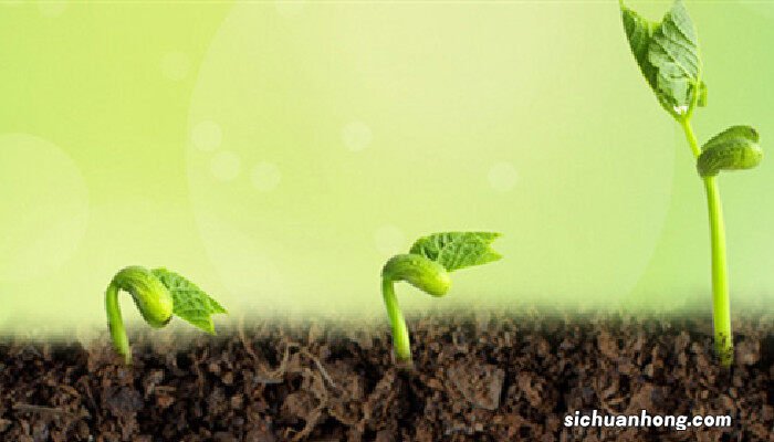 种子为什么放冰箱催芽呢 种子为什么放冰箱催芽