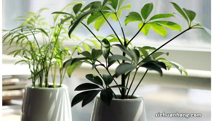 奥绿缓释肥一盆放几颗 缓释肥一盆放几颗