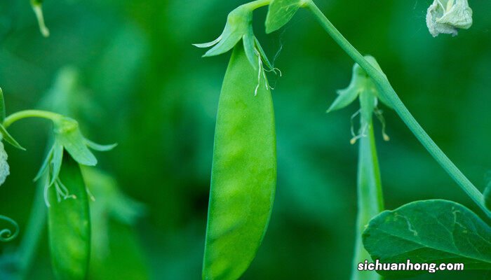 香豌豆花图片 香豌豆种植时间和方法