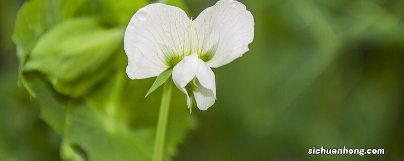 香豌豆花图片 香豌豆种植时间和方法