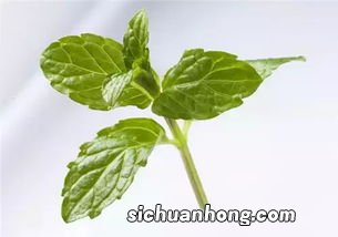 薄荷叶能怎么用
