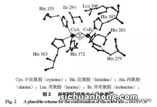 多酚氧化酶有什么特点