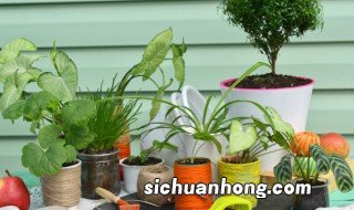 新娘家里摆什么花好运气好视频 新娘家里摆什么花好运气好