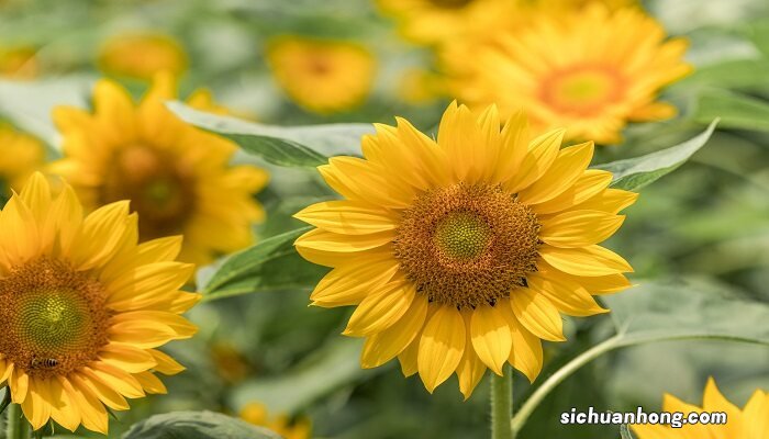 15朵向日葵花语 15朵向日葵花语是什么