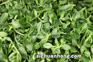 穿心莲有什么作用啊