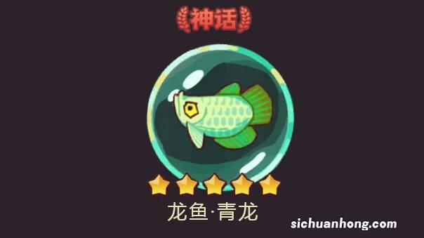 咸鱼之王龙鱼青龙搭配推荐 咸鱼之王龙鱼青龙适合谁