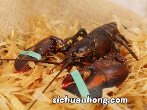 波士顿龙虾虾线怎么搞