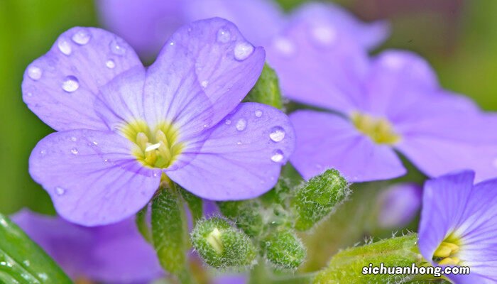 长春花怎么养才能爆花呢 长春花怎么养才能爆花