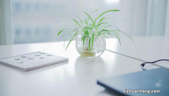 百万心吊兰的养殖方法和注意事项