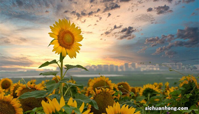 向日葵花语 寓意