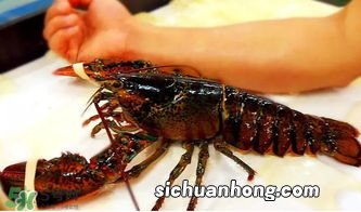 波士顿龙虾 怎么做
