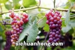 饭后吃什么可以养生祛病？什么食物饭后吃可以祛病？