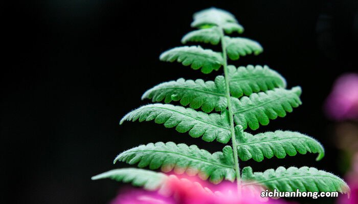 蕨类植物图片及名称 常见的蕨类植物图片及名称