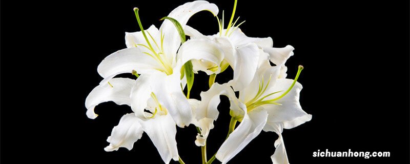 水养百合花苞一晚快速开花 从花店买来的百合花苞不开花