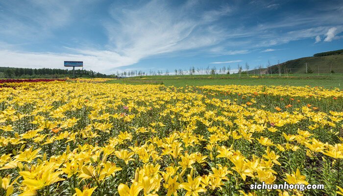 水养百合花苞一晚快速开花 从花店买来的百合花苞不开花