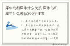 犀牛鸟和犀牛什么关系 犀牛鸟和犀牛什么关系300字作文