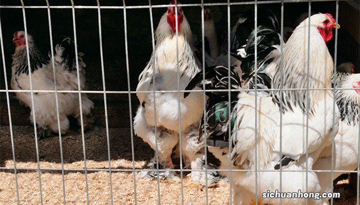 世界上最大的鸡是什么品种 最大的鸡是什么品种