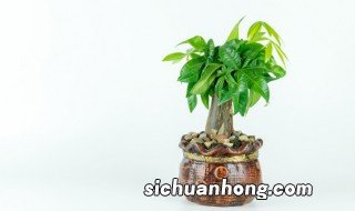 客厅进门适合养什么花草，客厅进门适合养什么花草植物